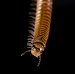 centipede