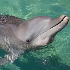 dolphin