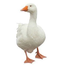goose