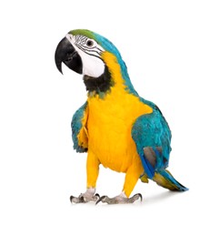 parrot