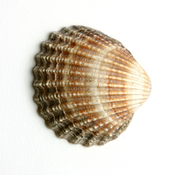shell