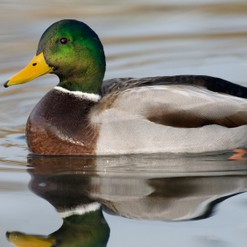 canard
