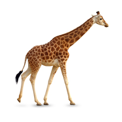 girafe