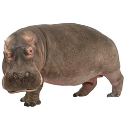 hippopotame