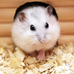 Hamster