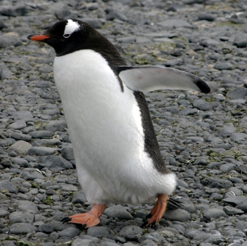 Pinguin
