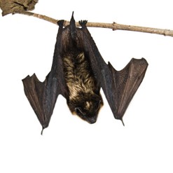 pipistrello