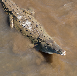 coccodrillo