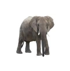 elefante