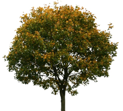 albero